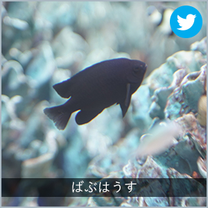 ばぶはうす